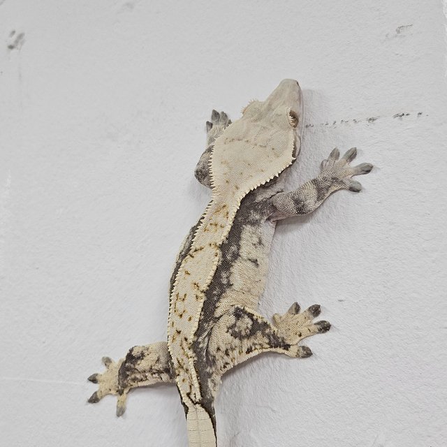 Normal Tri Extreme Harlequin