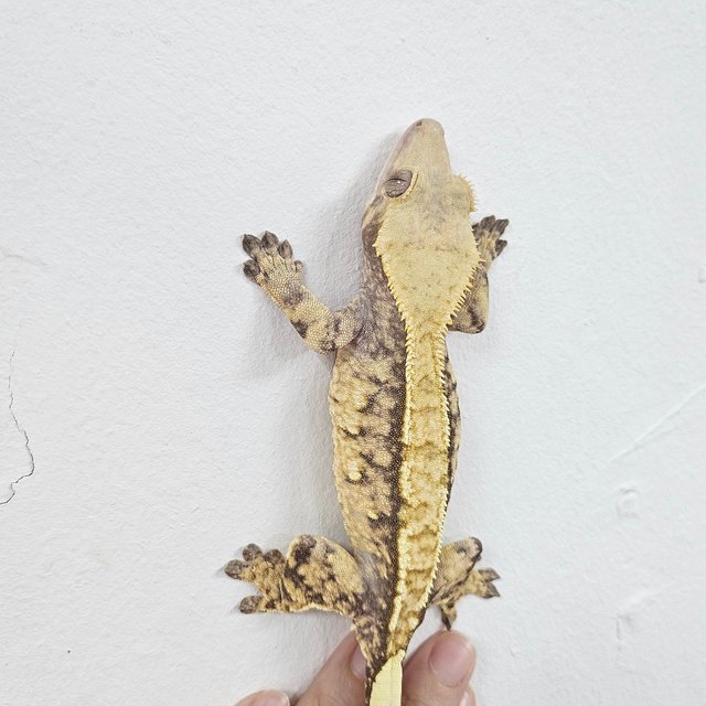 Normal Tri Extreme Harlequin