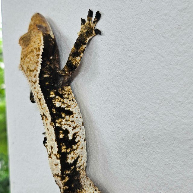 Normal Tri Dark White Extreme Harlequin