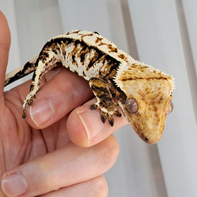 White Pin Tangerine Extreme Harlequin Tri