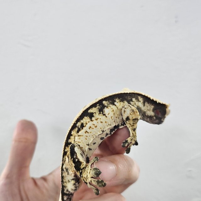 Normal Tri Extreme Harlequin