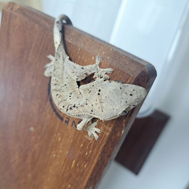 달마시안 슈퍼달마시안