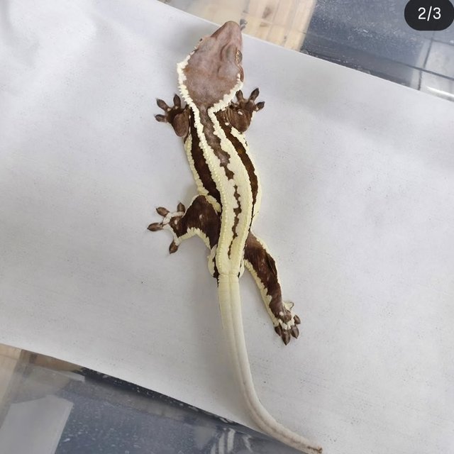 레드 프라푸치노