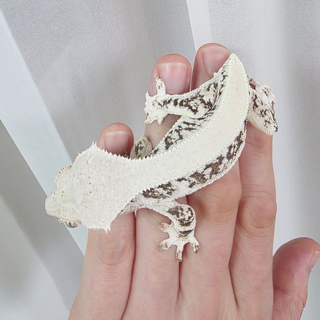 릴리화이트 화이트