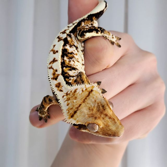 White Pin Tangerine Extreme Harlequin Tri