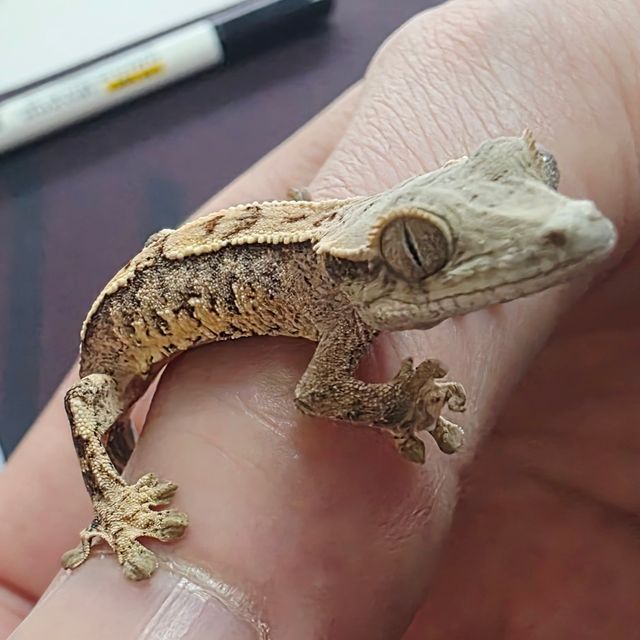 Extreme Harlequin Tri