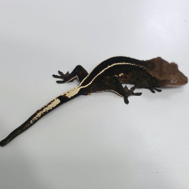 다크 풀핀 엠티백 오닉스