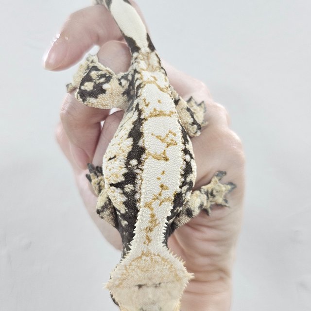 Tri Extreme Harlequin Black White White Porthole White Crown