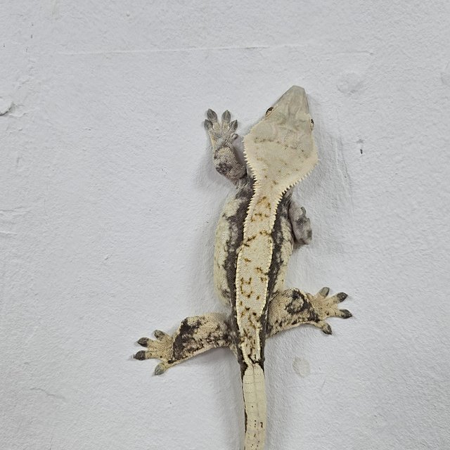 Normal Tri Extreme Harlequin