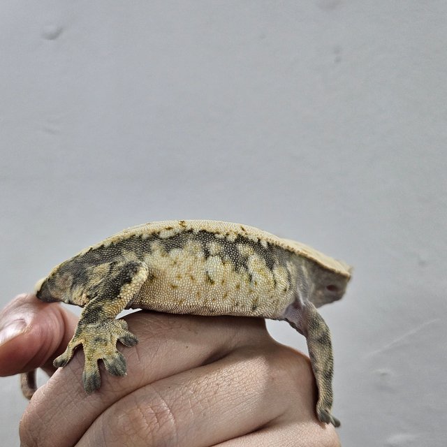 Normal Tri Extreme Harlequin