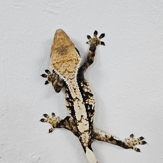 Normal Tri Dark White Extreme Harlequin