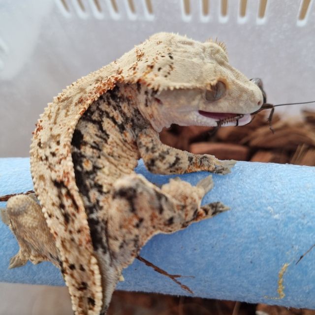Tri Super Dalmatian Pinstripe Normal