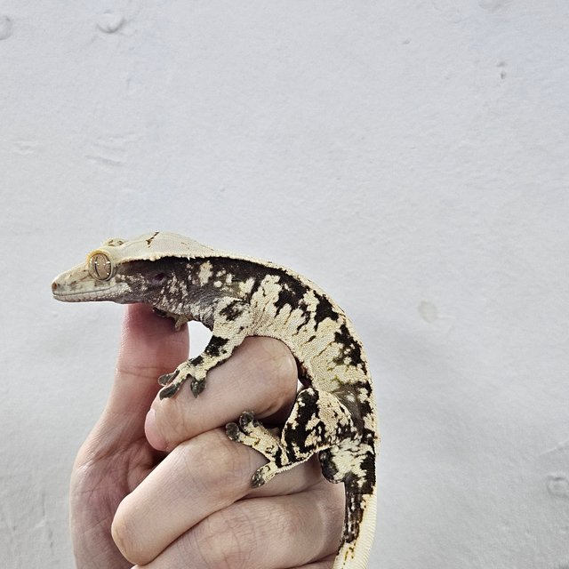 Normal Extreme Harlequin Dark White