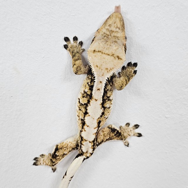 Tri Extreme Harlequin