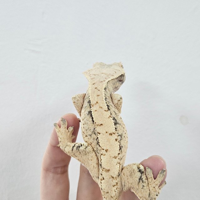 Normal Tri Extreme Harlequin White Spot