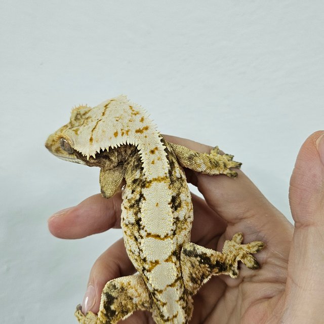 Tri Extreme Harlequin