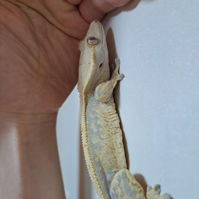 트라이 익스트림할리퀸 풀핀