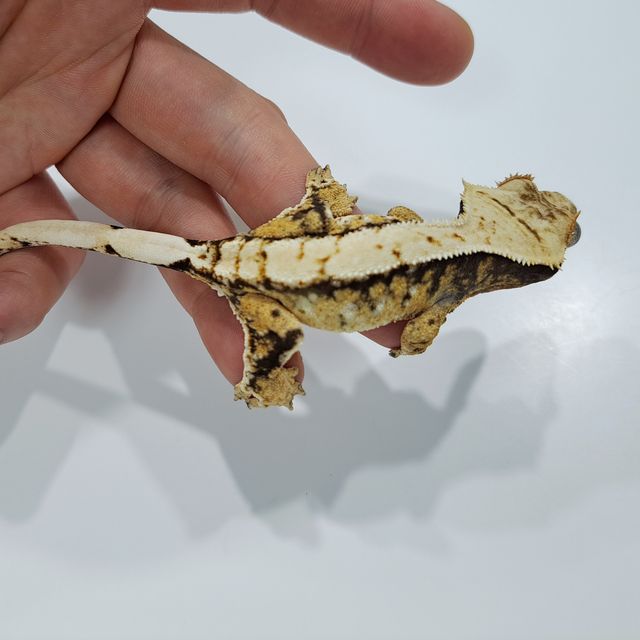 Tri Drippy Extreme Harlequin Tiger