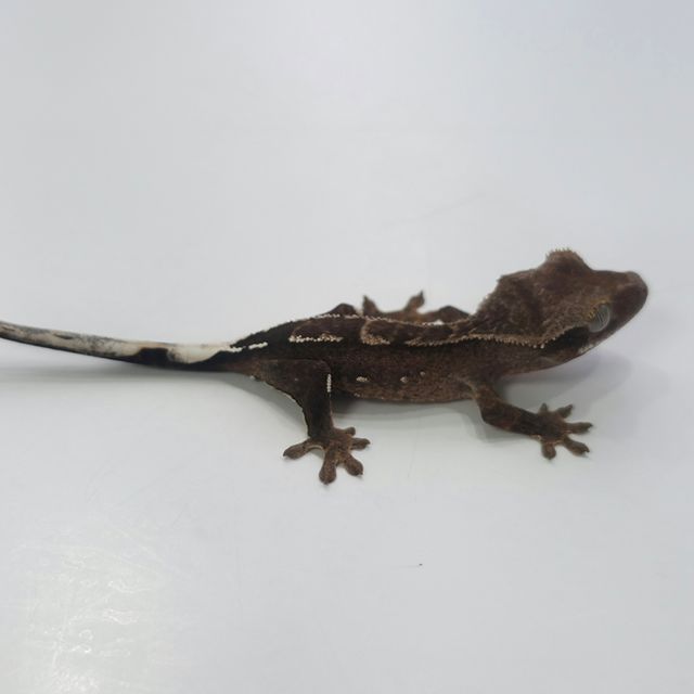 챠콜 100%헷아잔틱 화이트핀