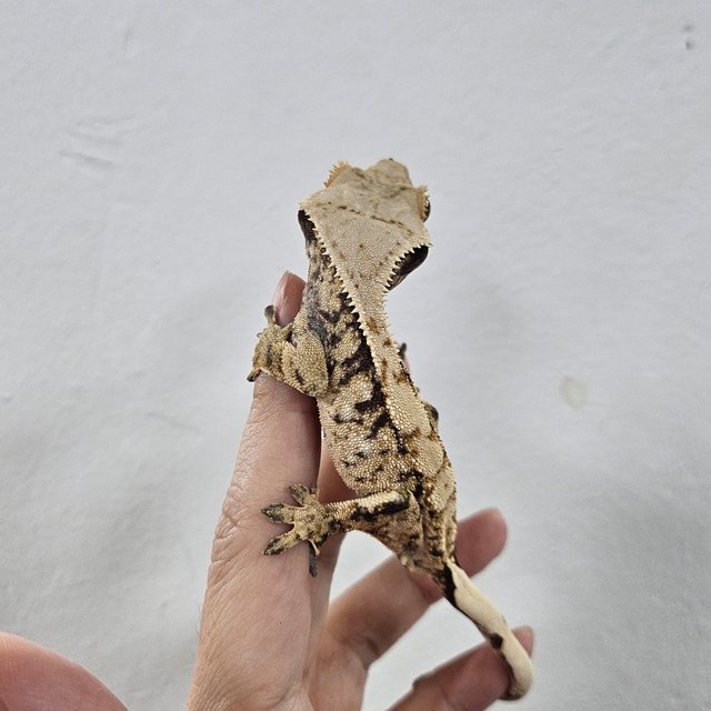 Normal Tri Extreme Harlequin