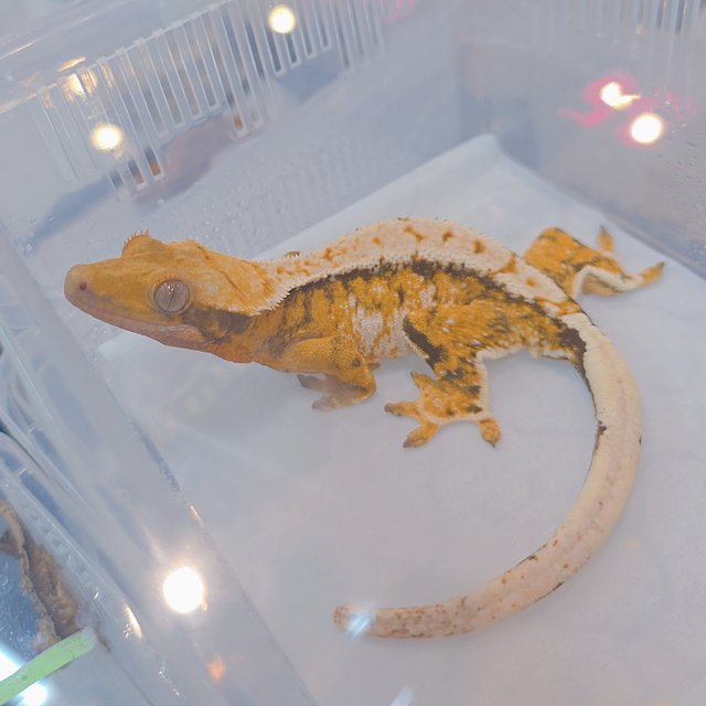 트라이 익스트림할리퀸 화이트포트홀