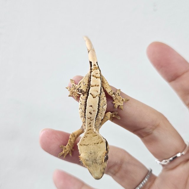 Tri Extreme Harlequin White Porthole