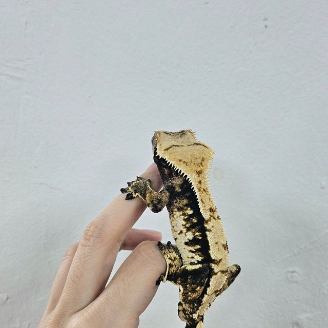 Normal Tri Extreme Harlequin Tangerine