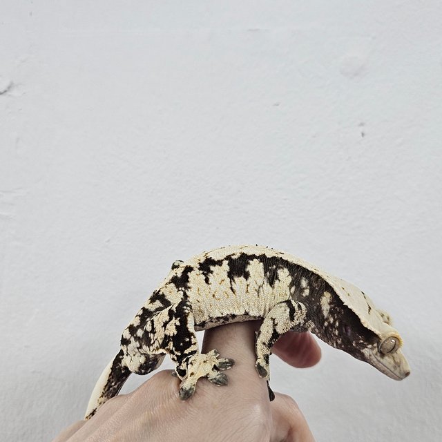 Normal Extreme Harlequin Dark White