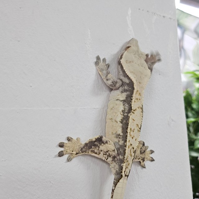 Normal Tri Extreme Harlequin