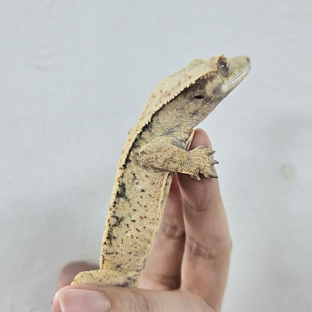 Normal Tri Extreme Harlequin White Spot