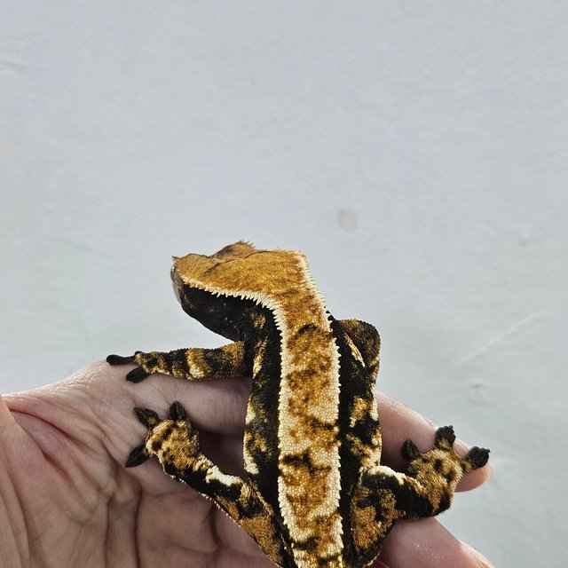 Normal Tri Extreme Harlequin Tangerine