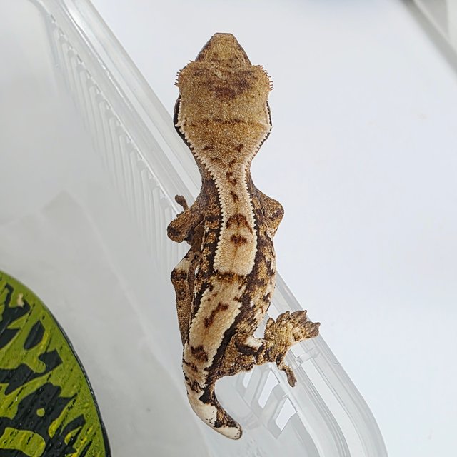 Extreme Harlequin Tri Harlequin