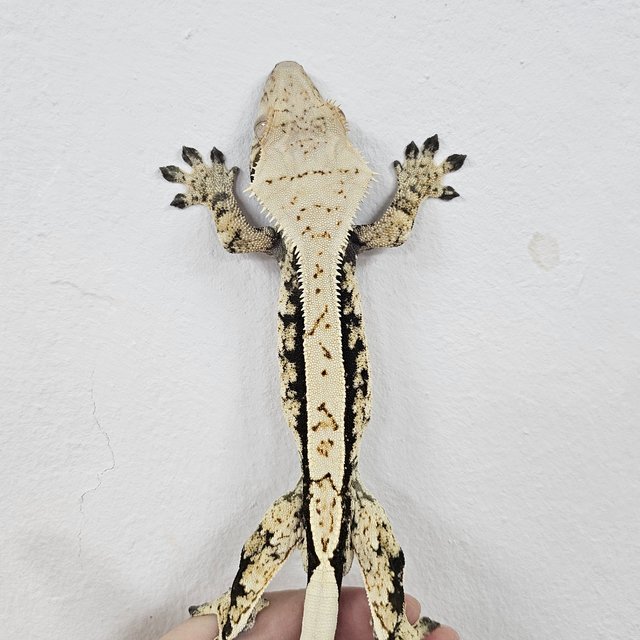 Normal Tri Extreme Harlequin