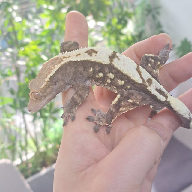 세이블