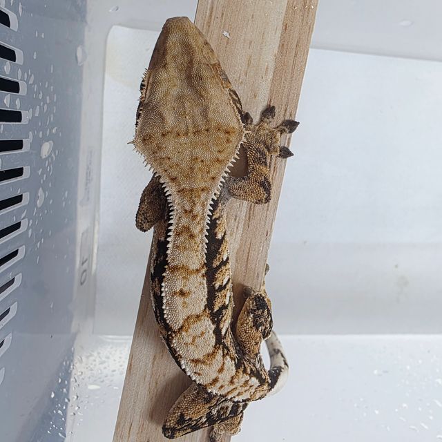 Tri Extreme Harlequin