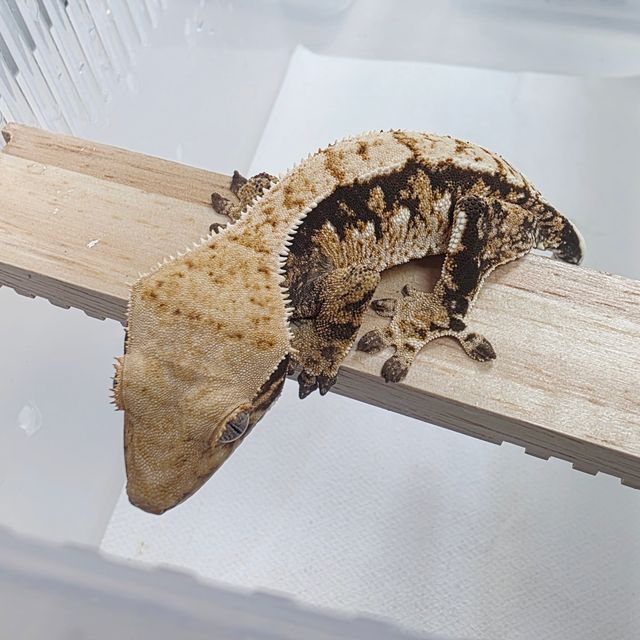 Tri Extreme Harlequin