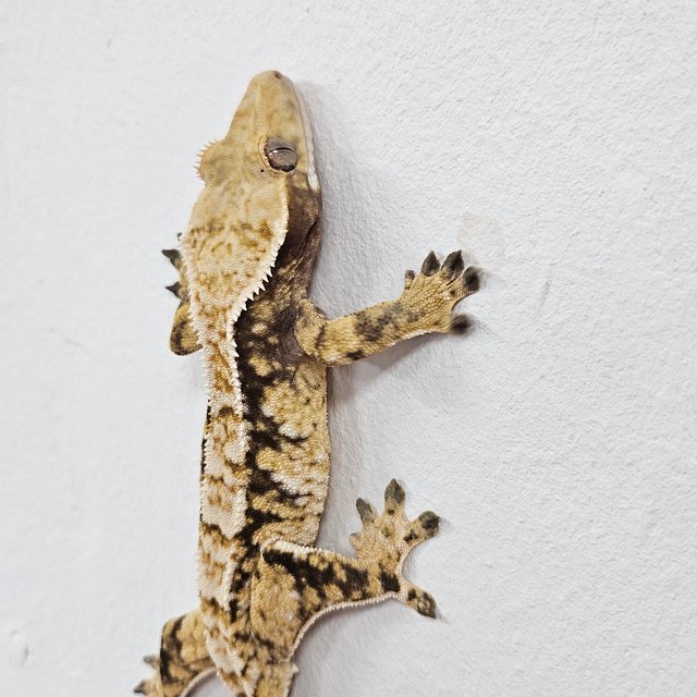 Normal Tri Extreme Harlequin