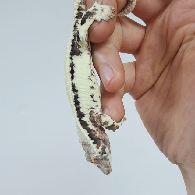 프라푸치노