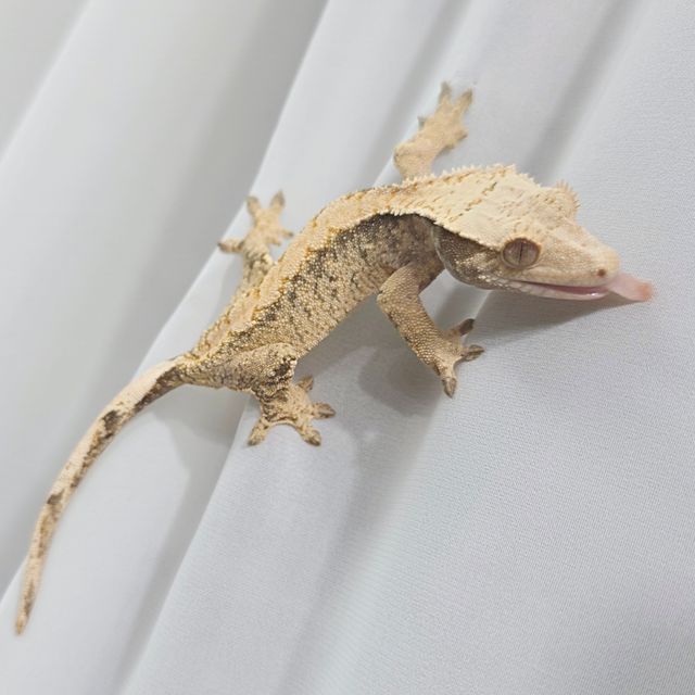 노멀 익스트림할리퀸 바브