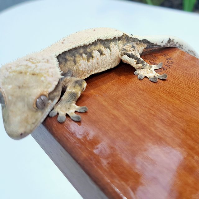 세이블