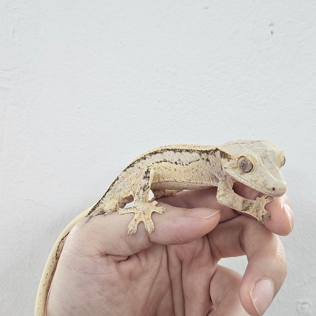 Normal Tri Extreme Harlequin White