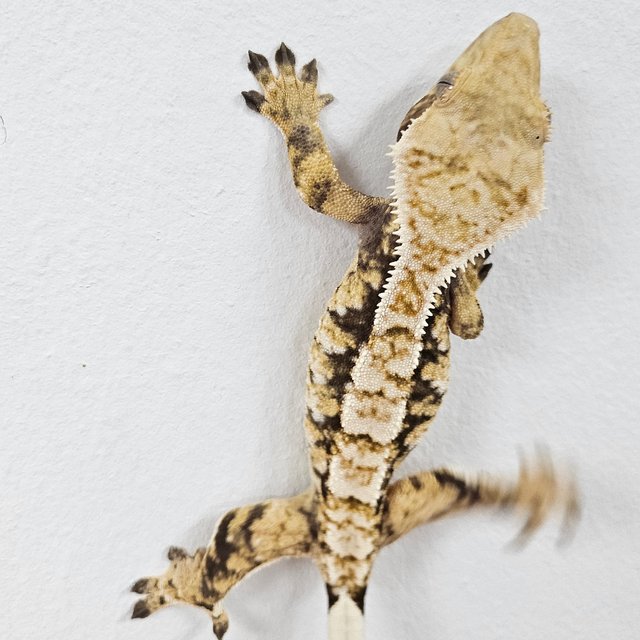 Normal Tri Extreme Harlequin