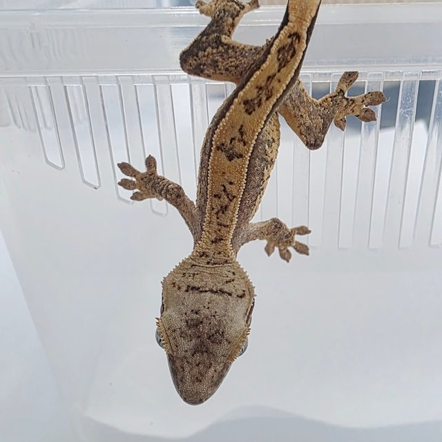 Full Pinstripe Normal Pinstripe