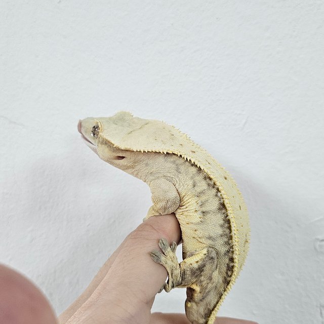 Cream Creamsicle