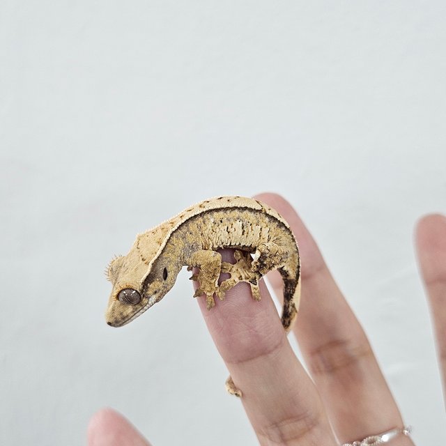 Tri Extreme Harlequin White Porthole