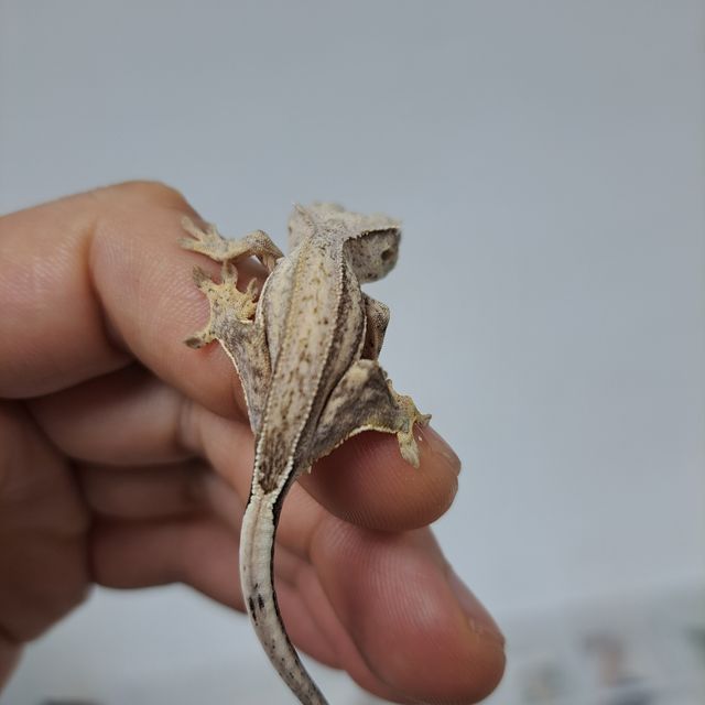 노멀 팬텀