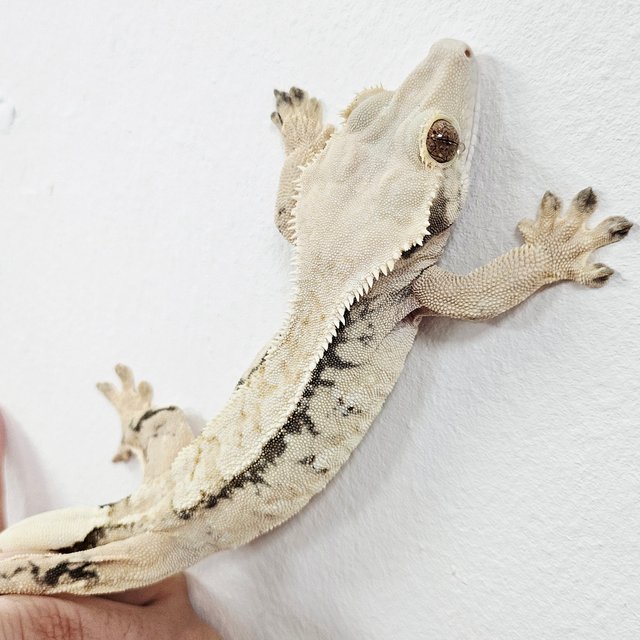 Extreme Harlequin Tri Normal White