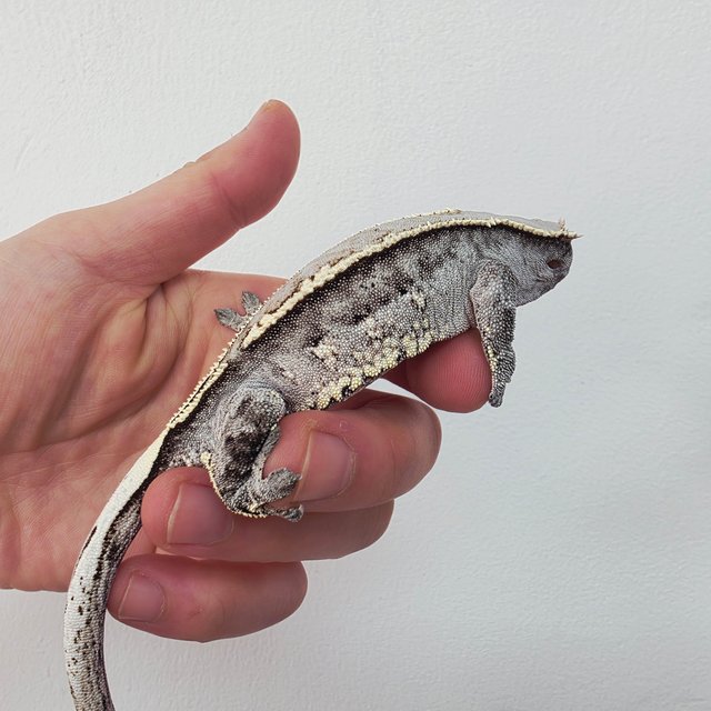 카푸치노 풀핀 화이트핀