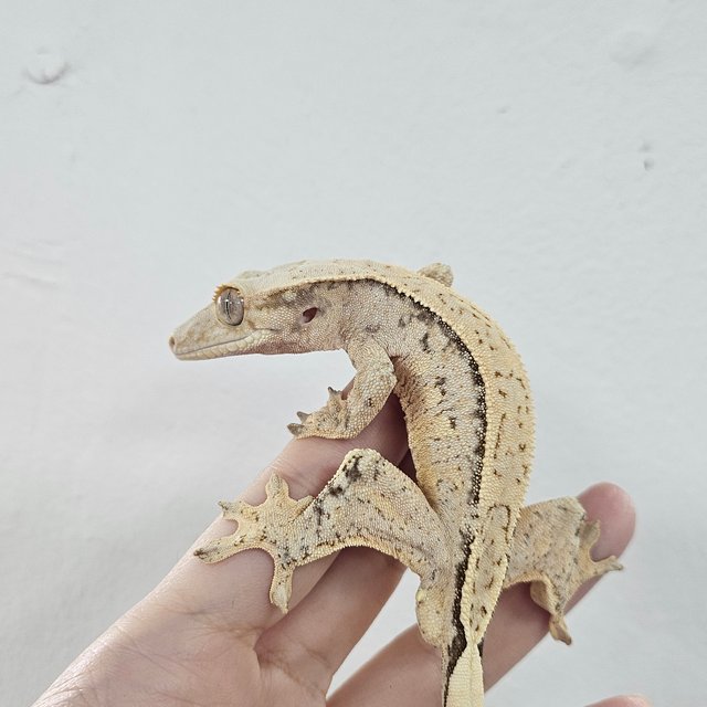 Normal Tri Extreme Harlequin White
