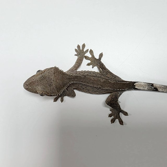 다크 벅스킨 챠콜